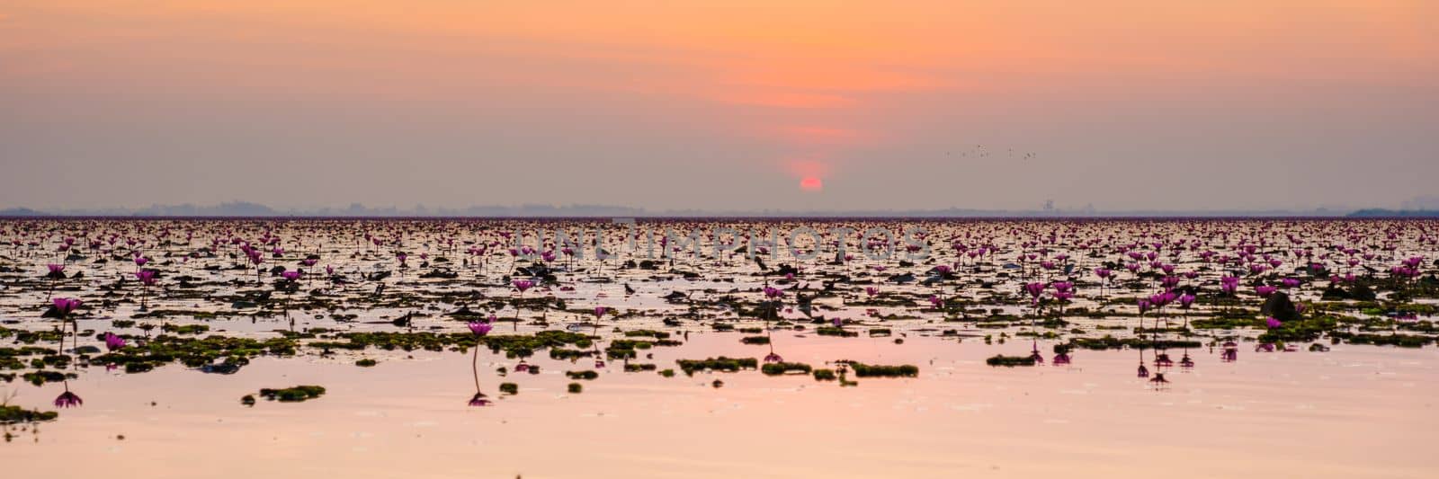 Red Lotus Sea Kumphawapi is full of pink flowers in Udon Thani in northern Thailand. Flora of Southeast Asia.