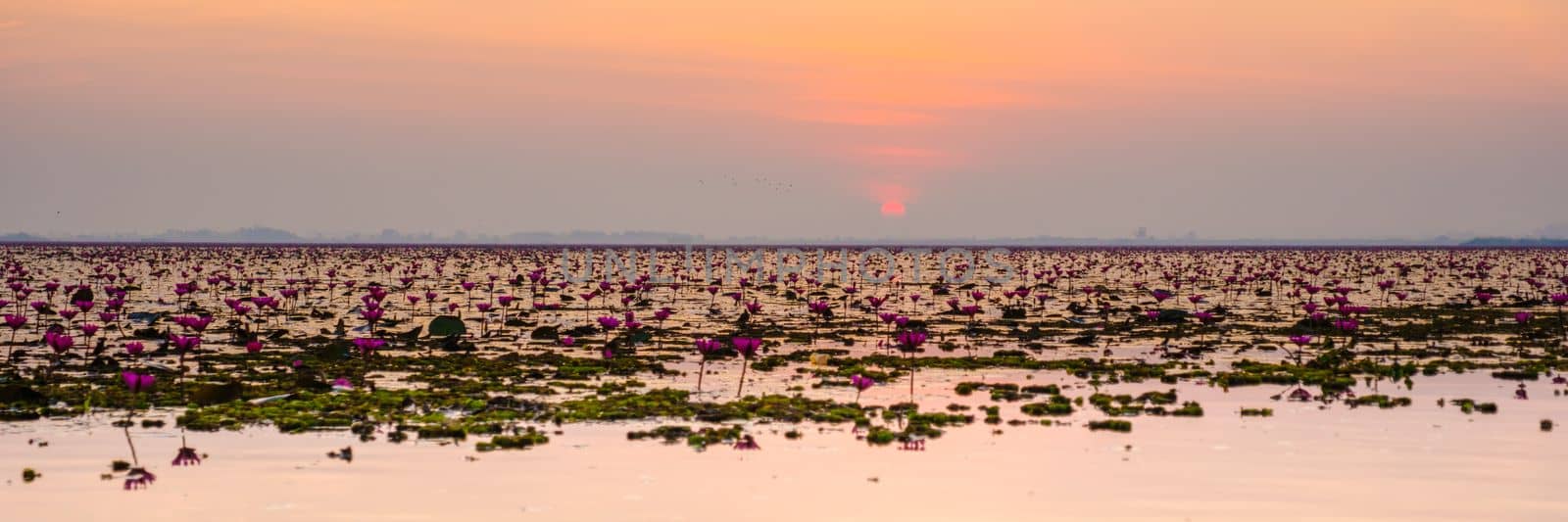 Red Lotus Sea Kumphawapi full of pink flowers in Udon Thani in northern Thailand. by fokkebok