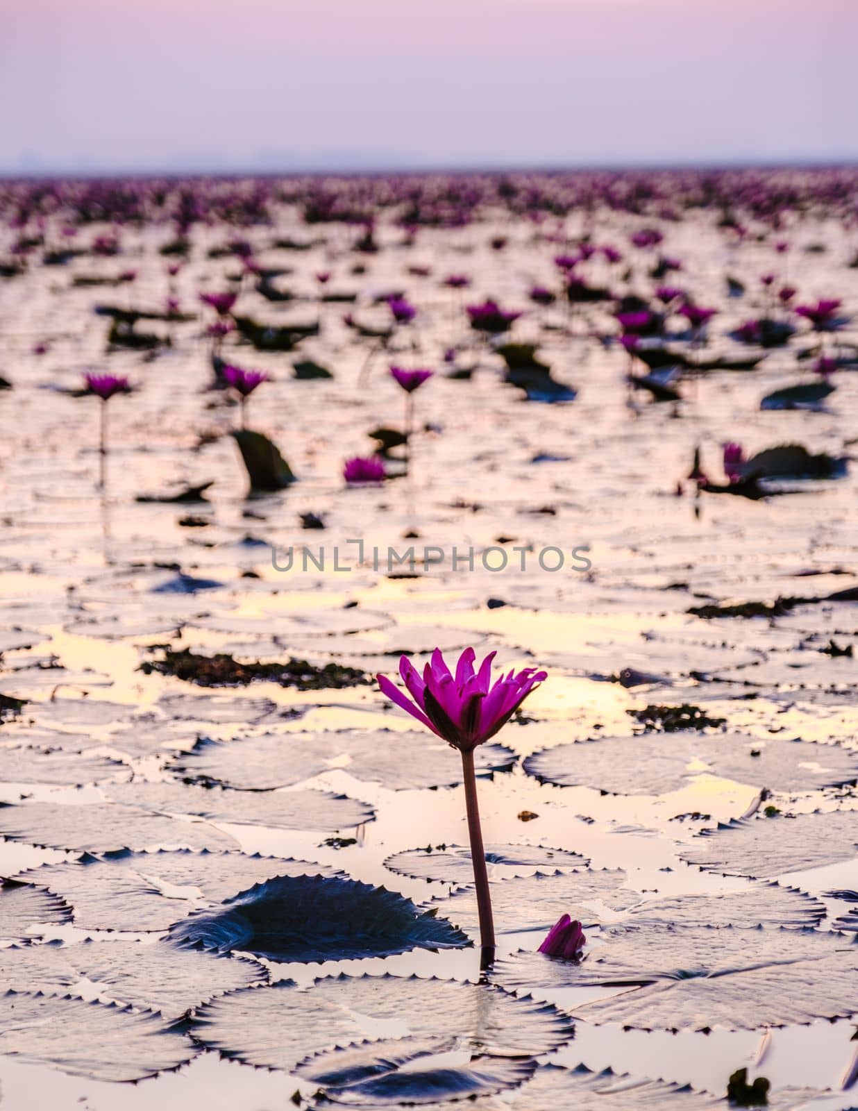 Sunrise at the Beautiful Red Lotus Sea Kumphawapi is full of pink flowers in Udon Thani in northern Thailand. Flora of Southeast Asia.