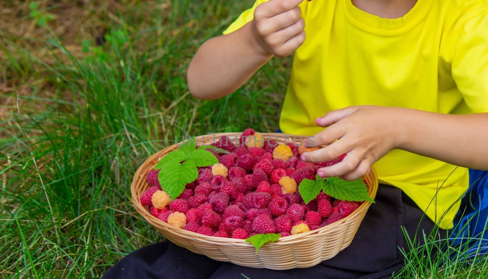 the boy holds a basket with ripe raspberry berries. Selective focus