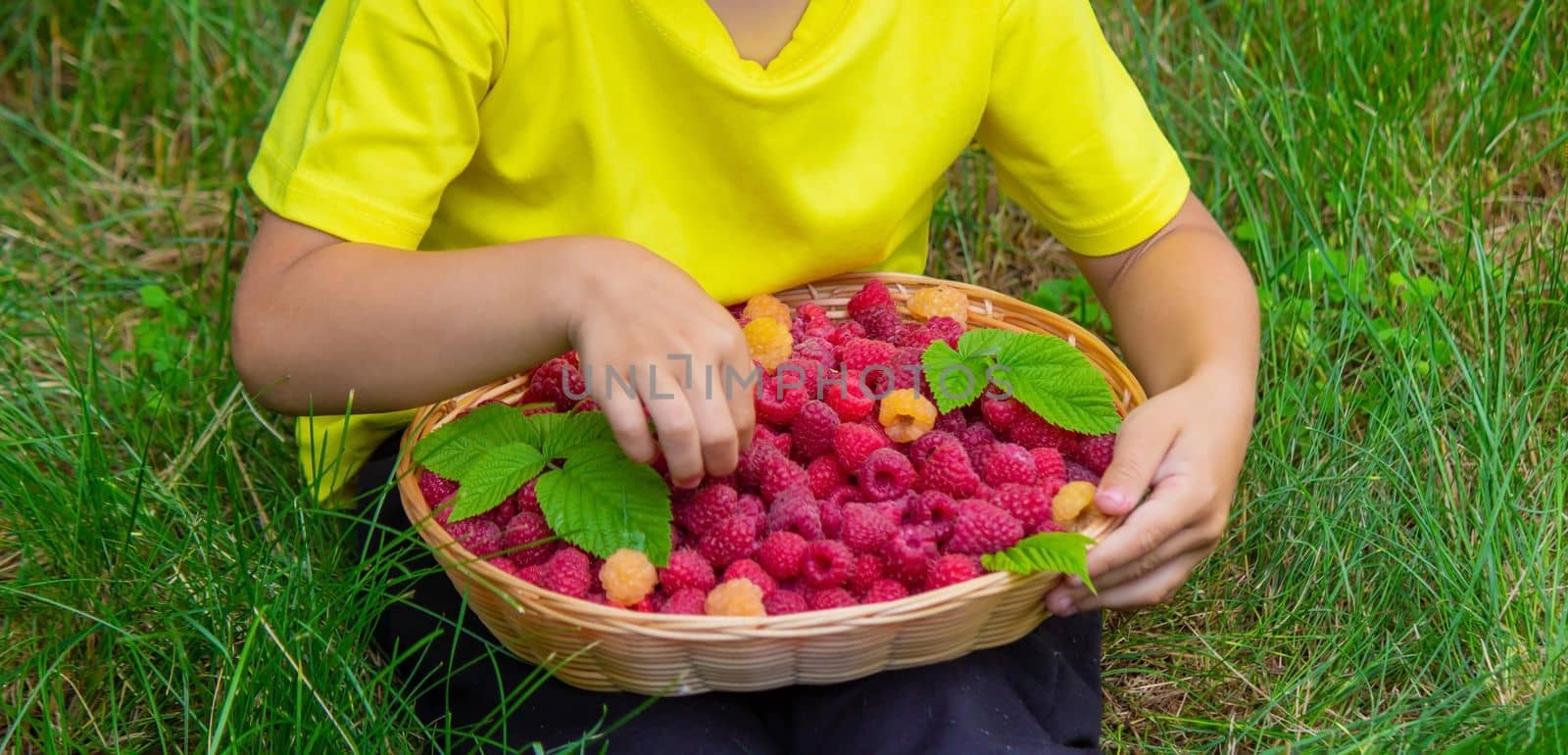 the boy holds a basket with ripe raspberry berries. Selective focus