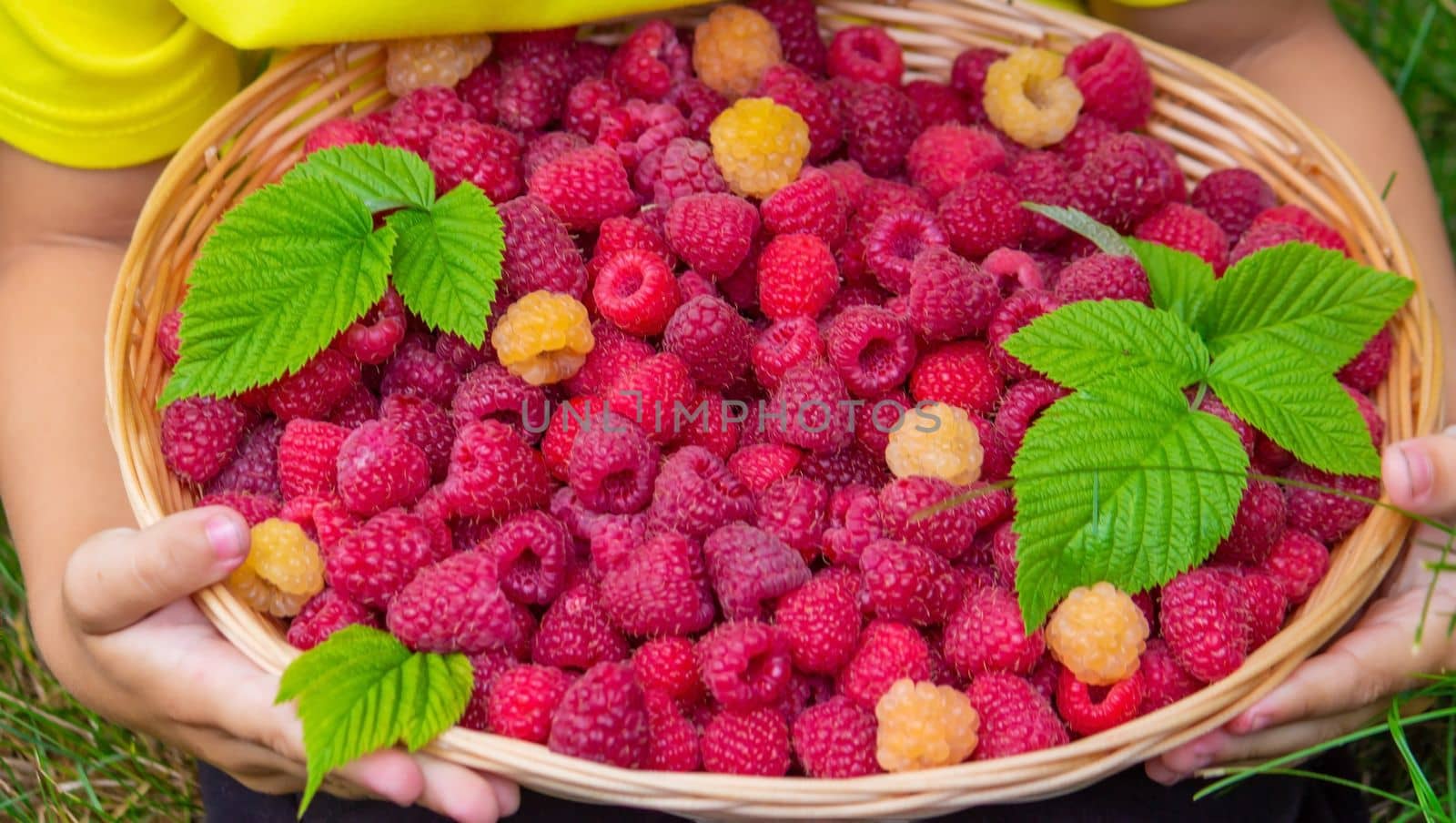 the boy holds a basket with ripe raspberry berries. Selective focus
