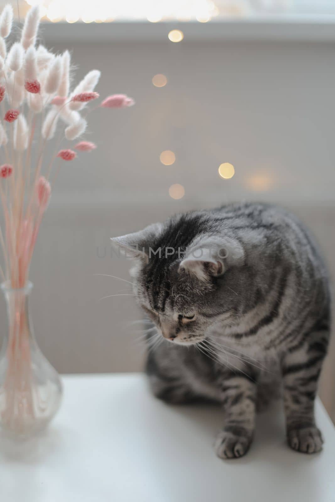 Still life details, candle a funny cat on a table in living room. Cozy home atmosphere. Lazy winter weekend