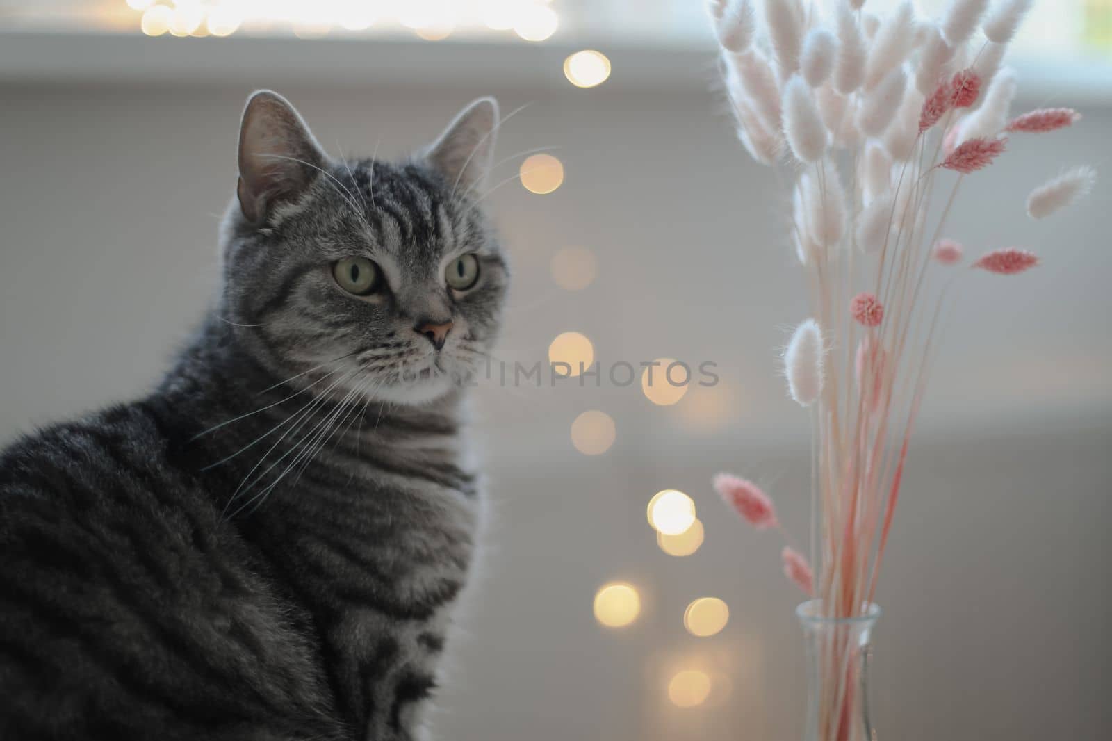 Portrait of domestic cat on white background with blurred lights. Cat portrait