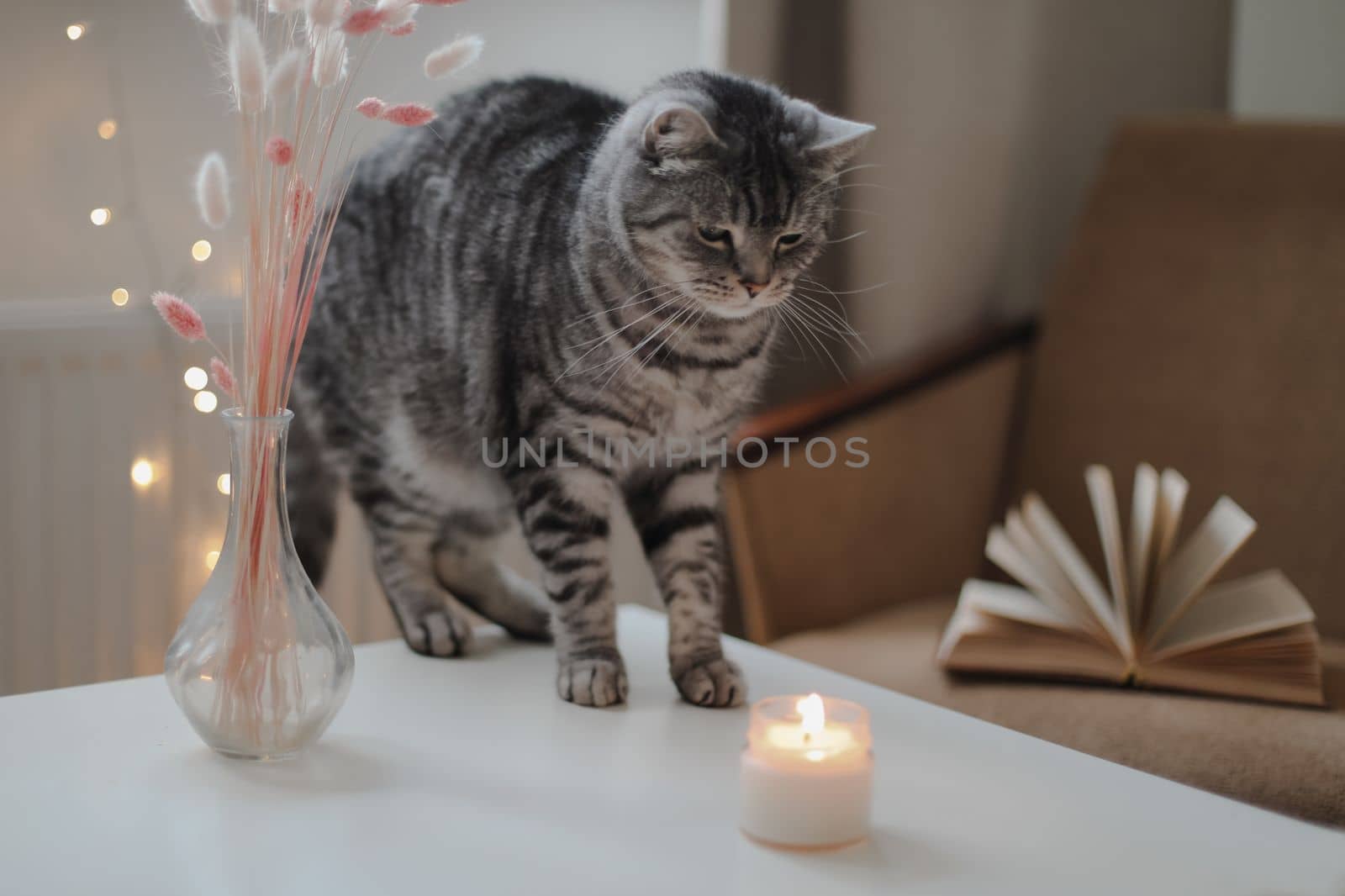 Cute cat Scottish straight with home decor. Still life details in home. Cozy home.