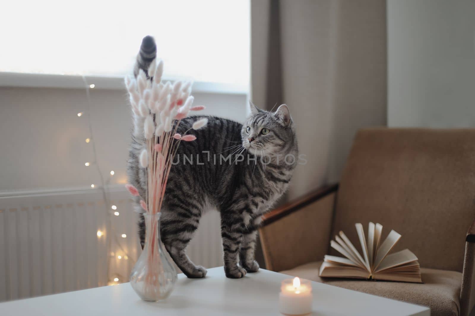 Cute cat Scottish straight with home decor. Still life details in home. Cozy home.