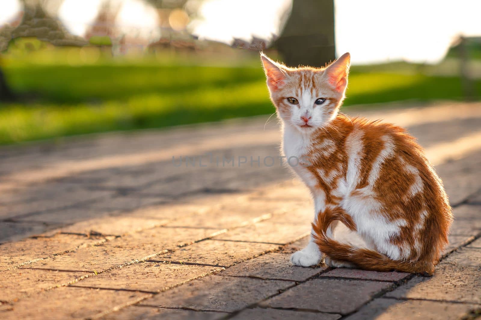 Small white - red kitten is sitting on park path, he looks at camera, copy space by Laguna781