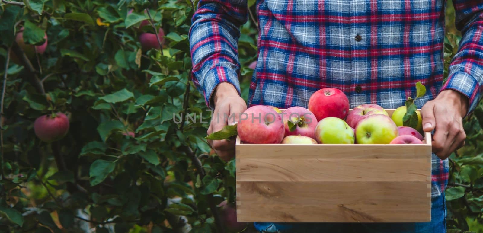 the farmer collects apples in the garden in a wooden box. Selective focus