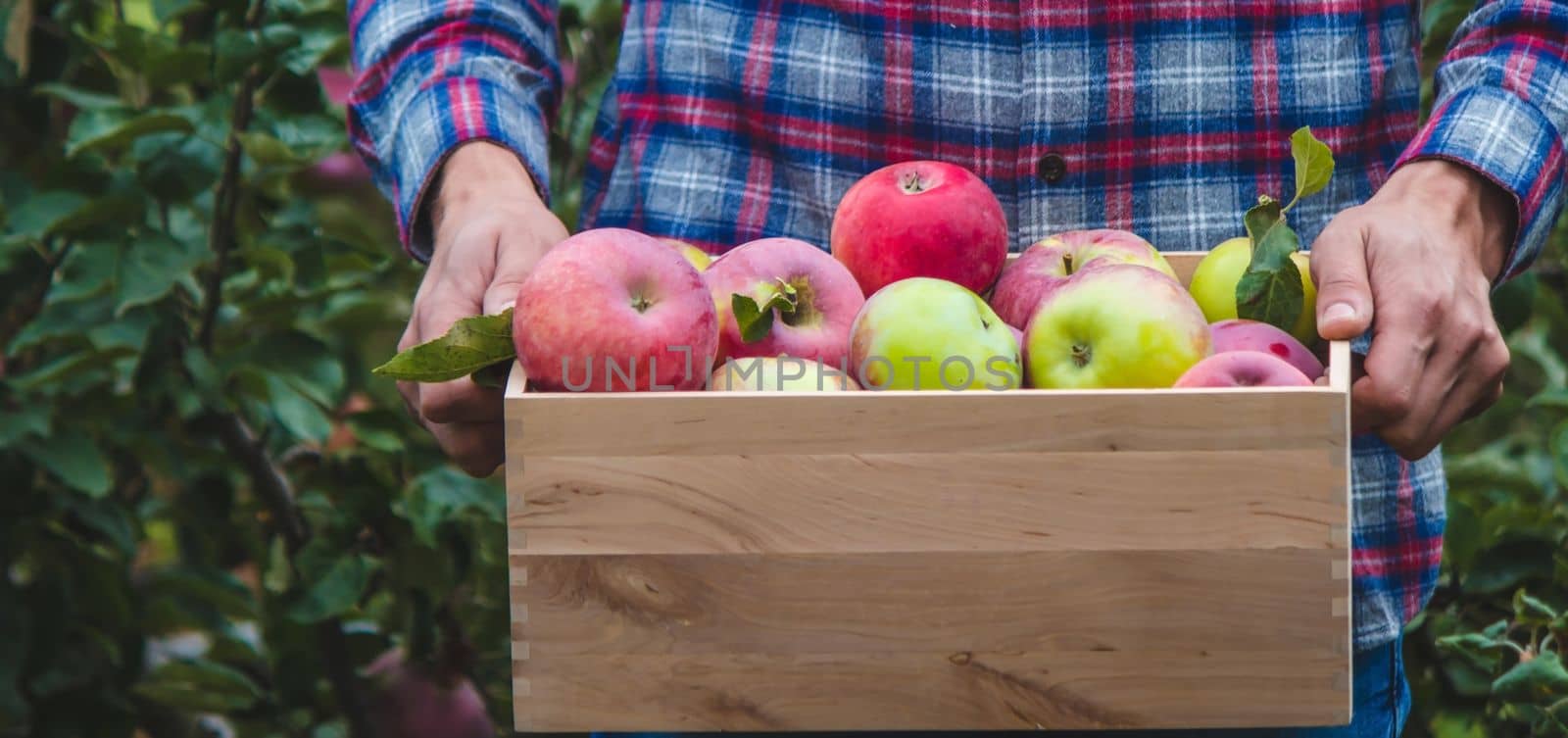the farmer collects apples in the garden in a wooden box. Selective focus