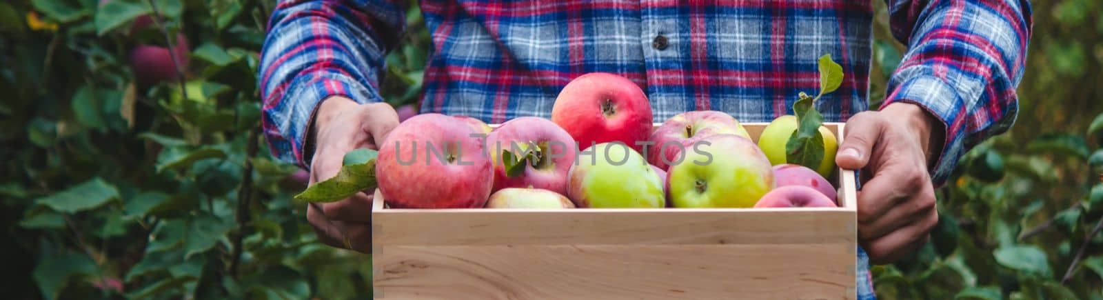 the farmer collects apples in the garden in a wooden box. Selective focus