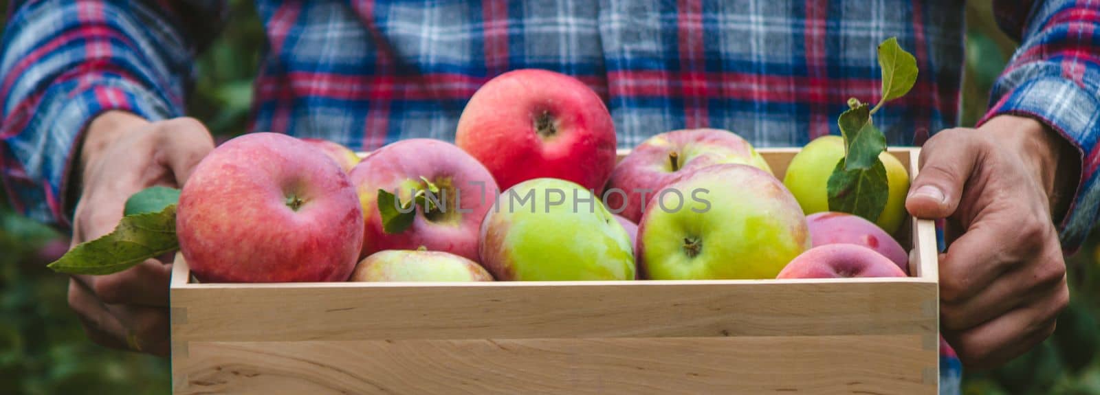 the farmer collects apples in the garden in a wooden box. Selective focus