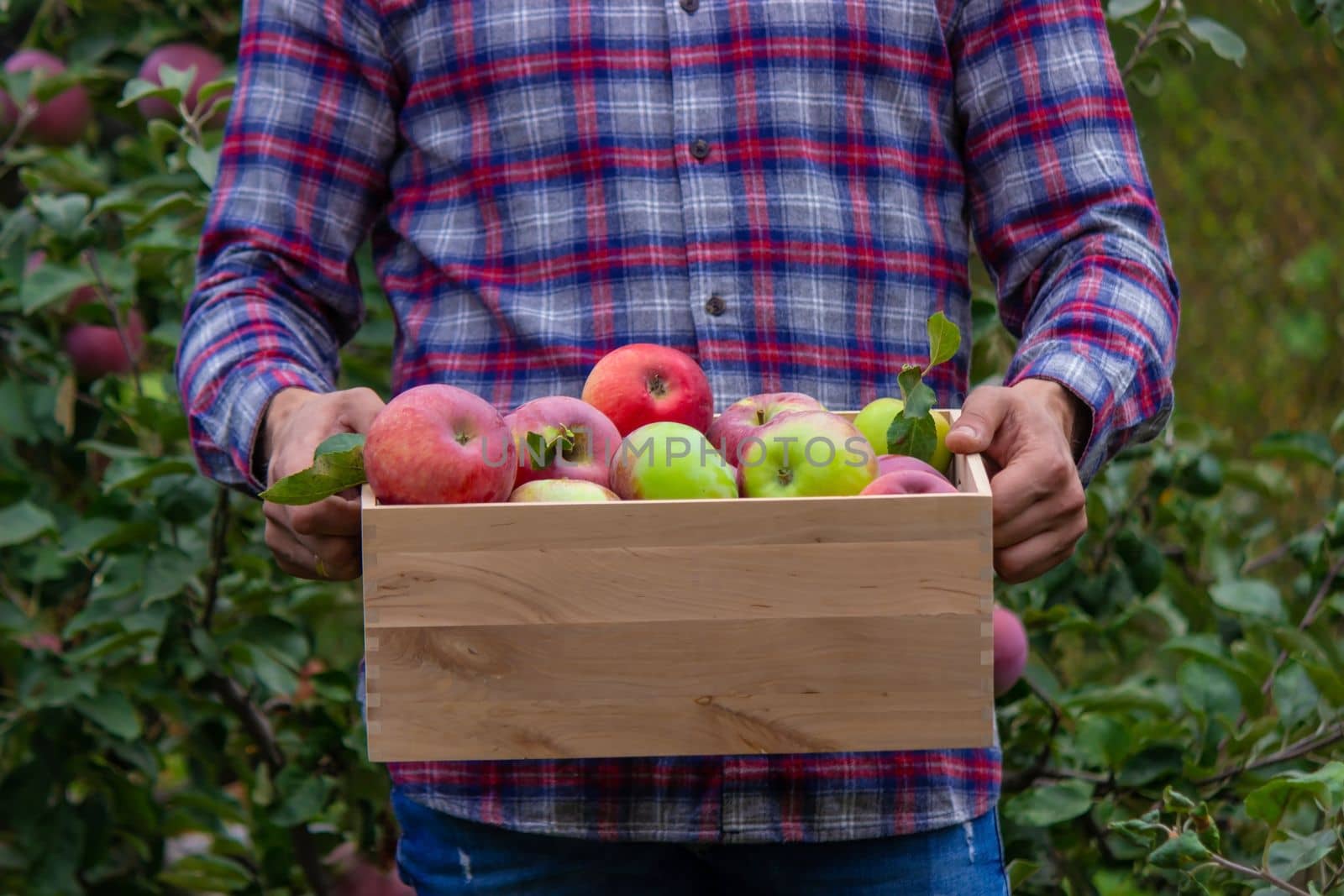 the farmer collects apples in the garden in a wooden box. Selective focus