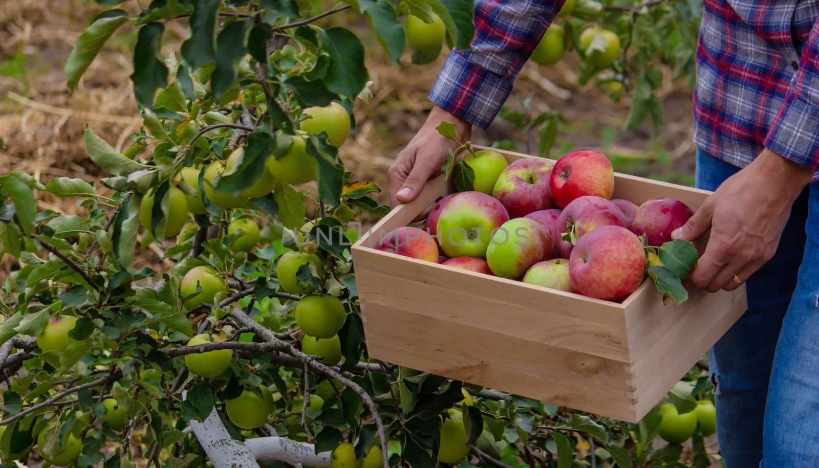 the farmer collects apples in the garden in a wooden box. Selective focus