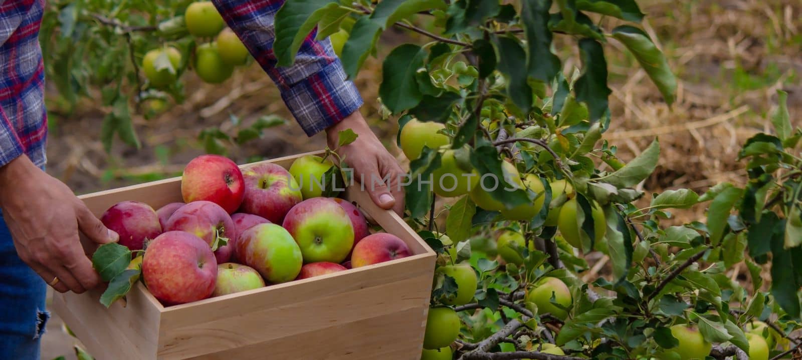 the farmer collects apples in the garden in a wooden box. Selective focus