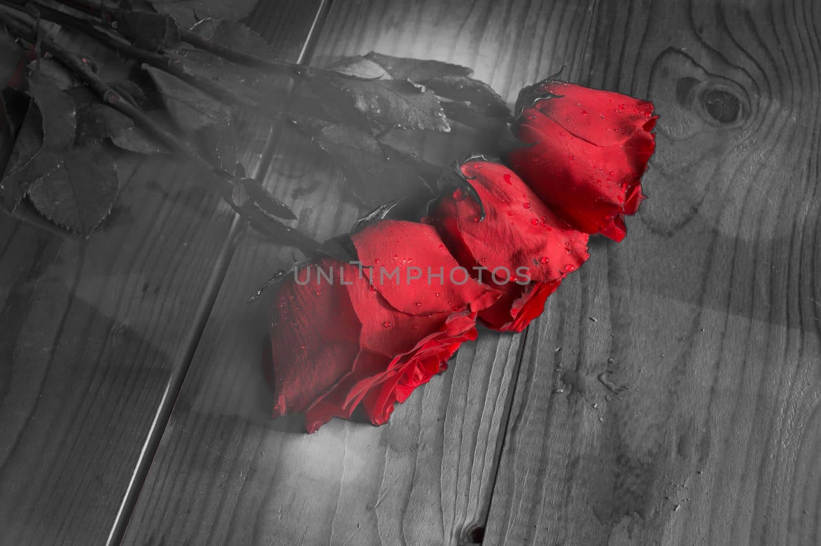 three red roses on grey background, vintage and fantasy by claire_lucia