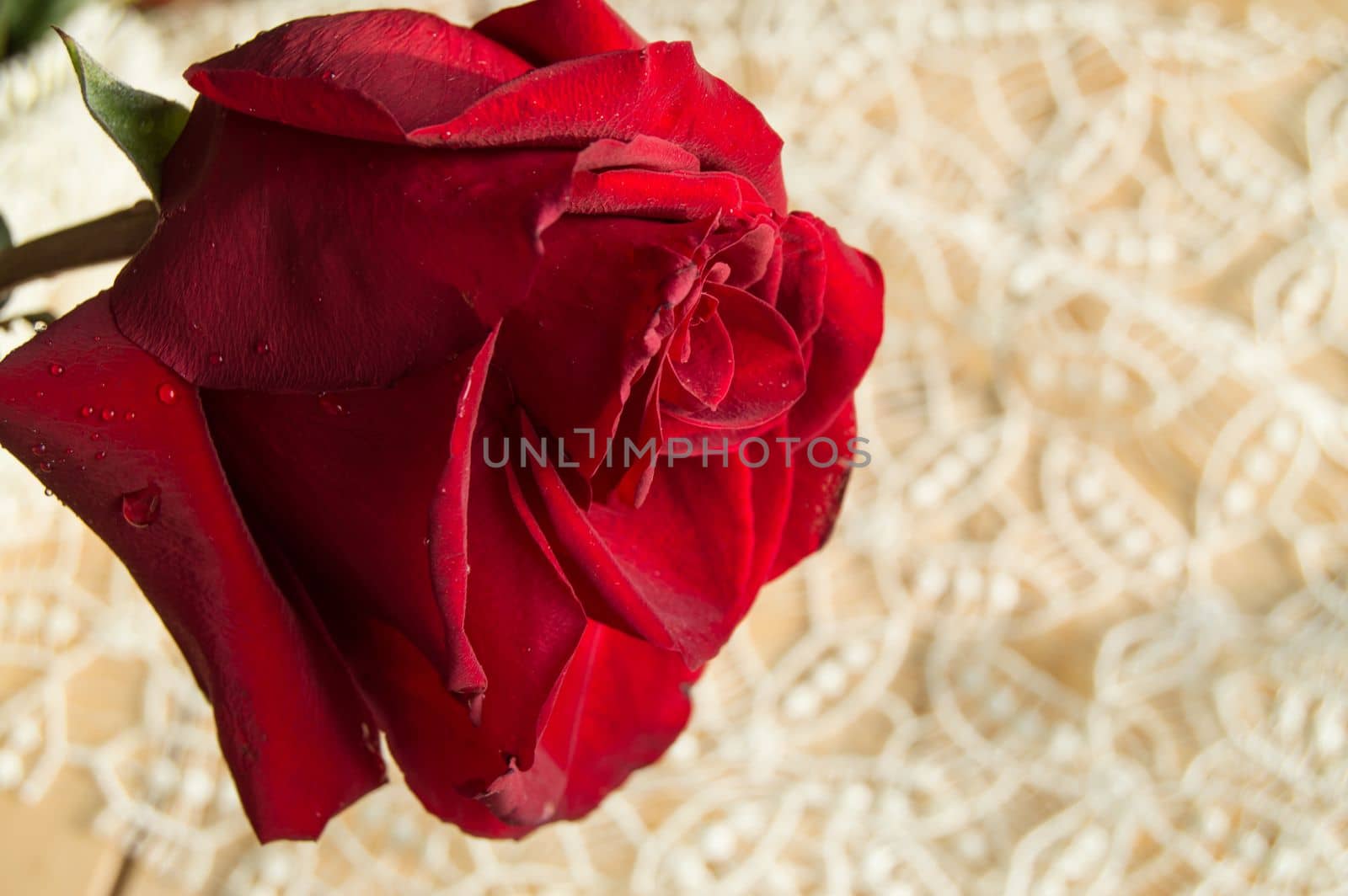 One red rose on a lace background, Valentines Day background, wedding day.