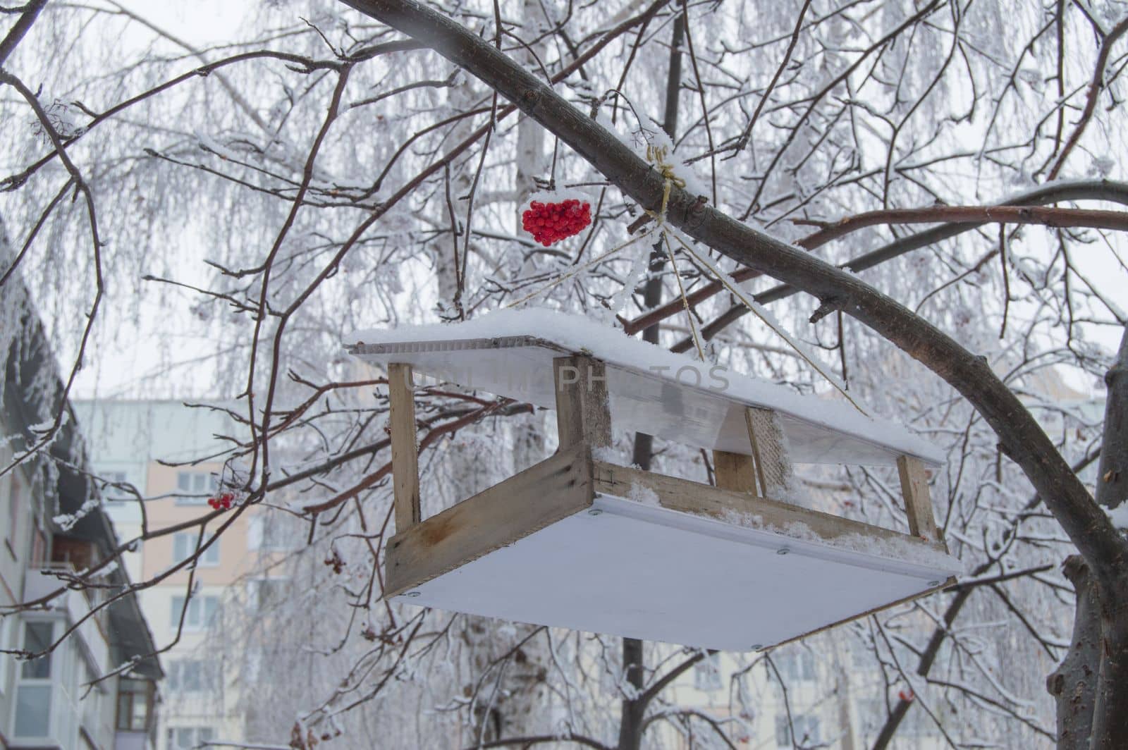 Wooden feeding trough for birds hanging on the tree of Rowan, covered with snow in the city in winter