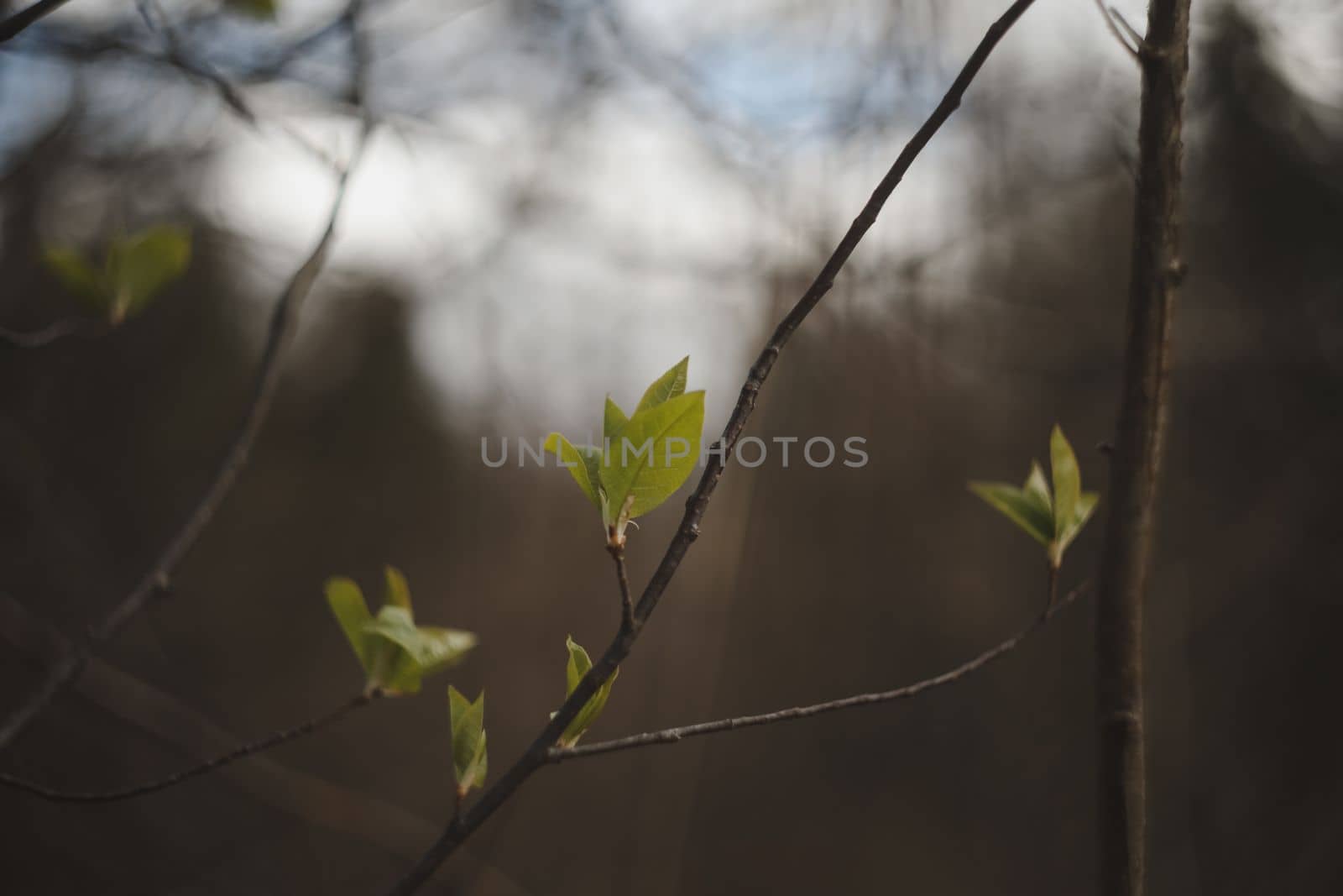 Nature background. Spring wallpaper, close-up, selective focus