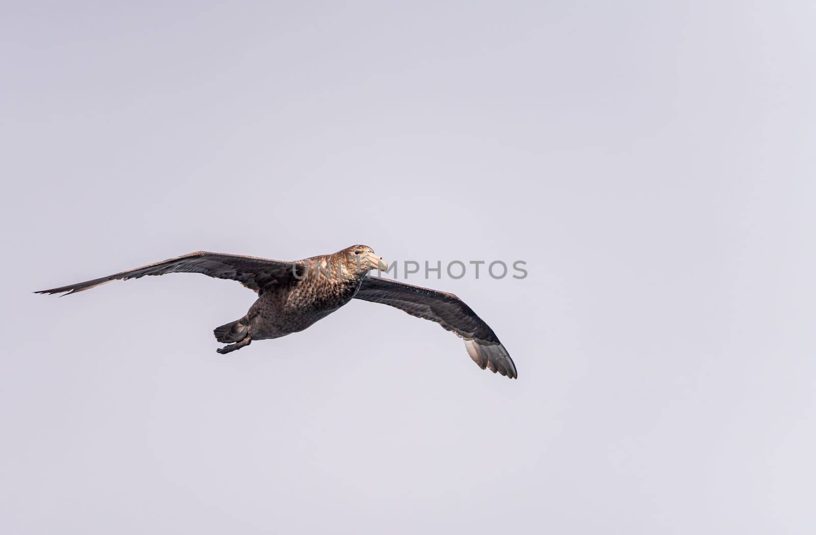 Southern giant petrel bird soaring alongside ship in South Atlantic near Falkland Islands