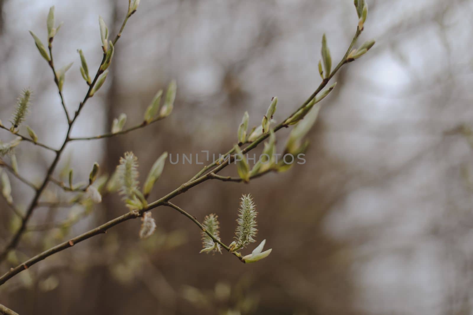 Spring background catkins on tree branches. Selective focus