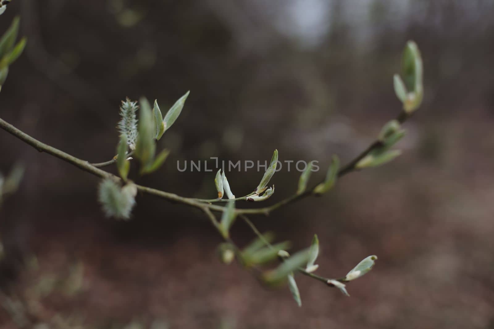 Pussy willow flowers on the branch, blooming verba in spring forest. Palm Sunday symbol, catkins for Easter background