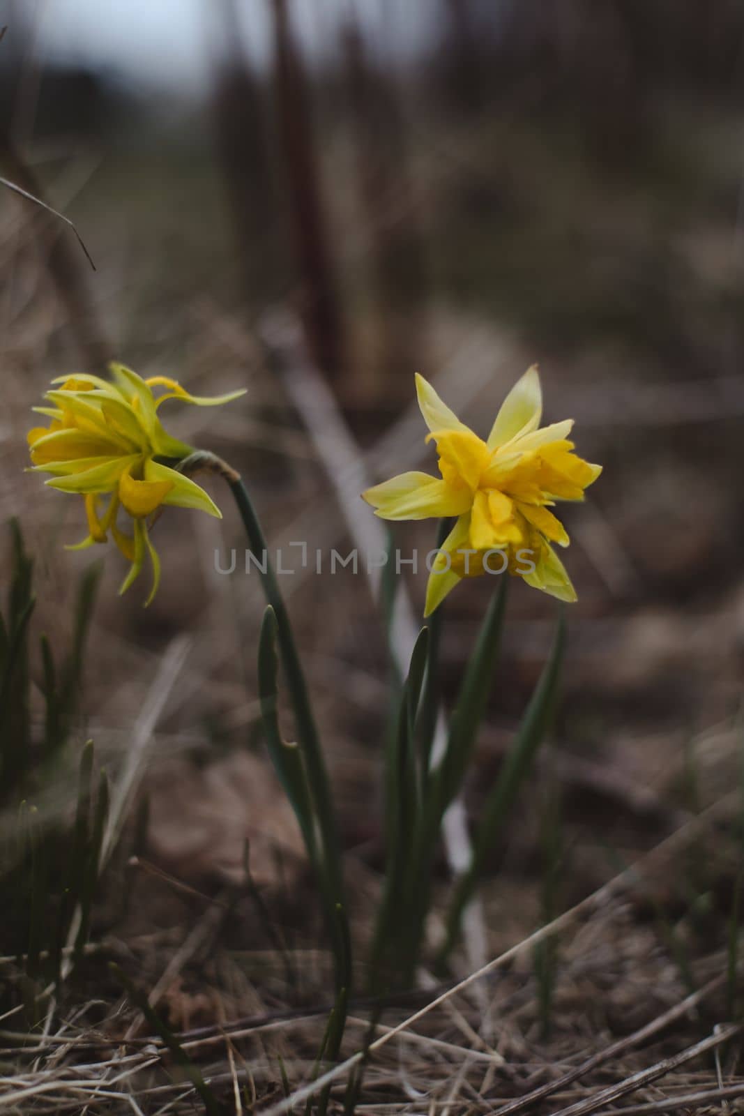 Yellow daffodil flowers in early spring.