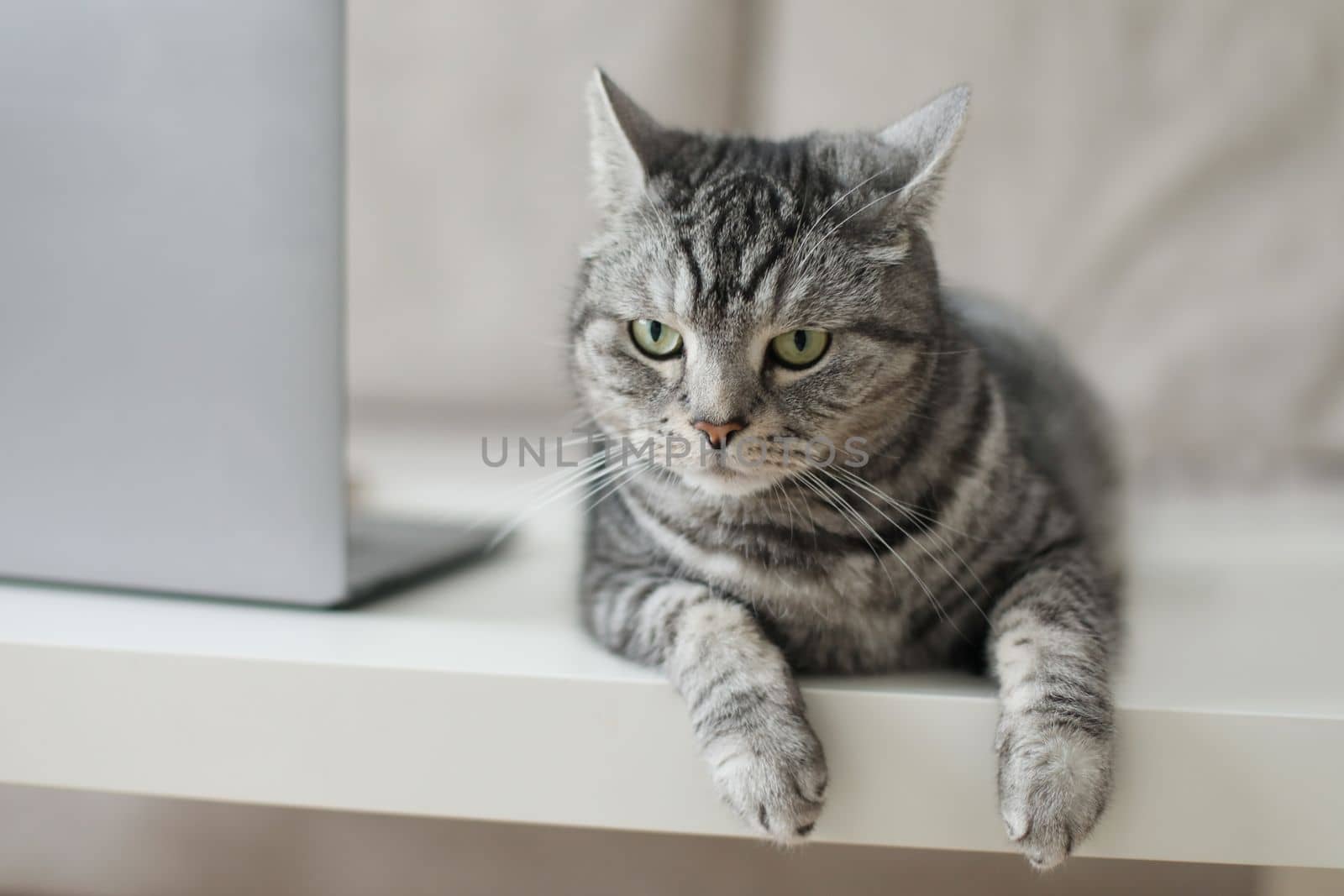 Cute cat with laptop. Fluffy pet with computer. Fuzzy domestic animal works remotely like human. Cozy home. High quality photo