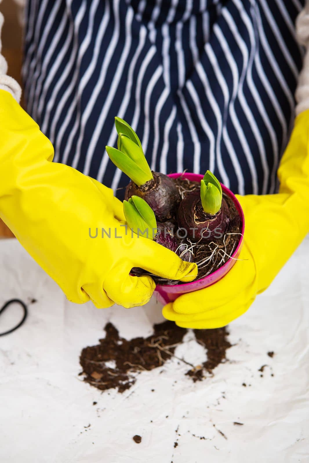 A girl in a striped apron transplants hyacinth bulbs from a pot, planting hyacinth bulbs with garden tools