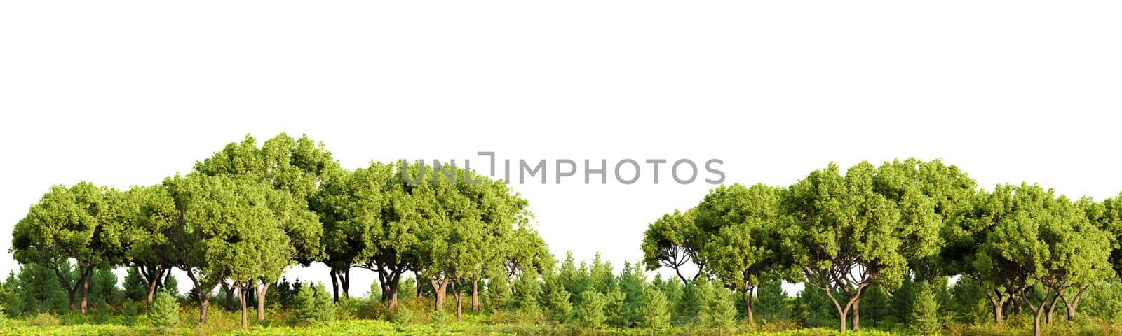 Row of trees in a grassy field on white transparent background. 3D rendering illustration.