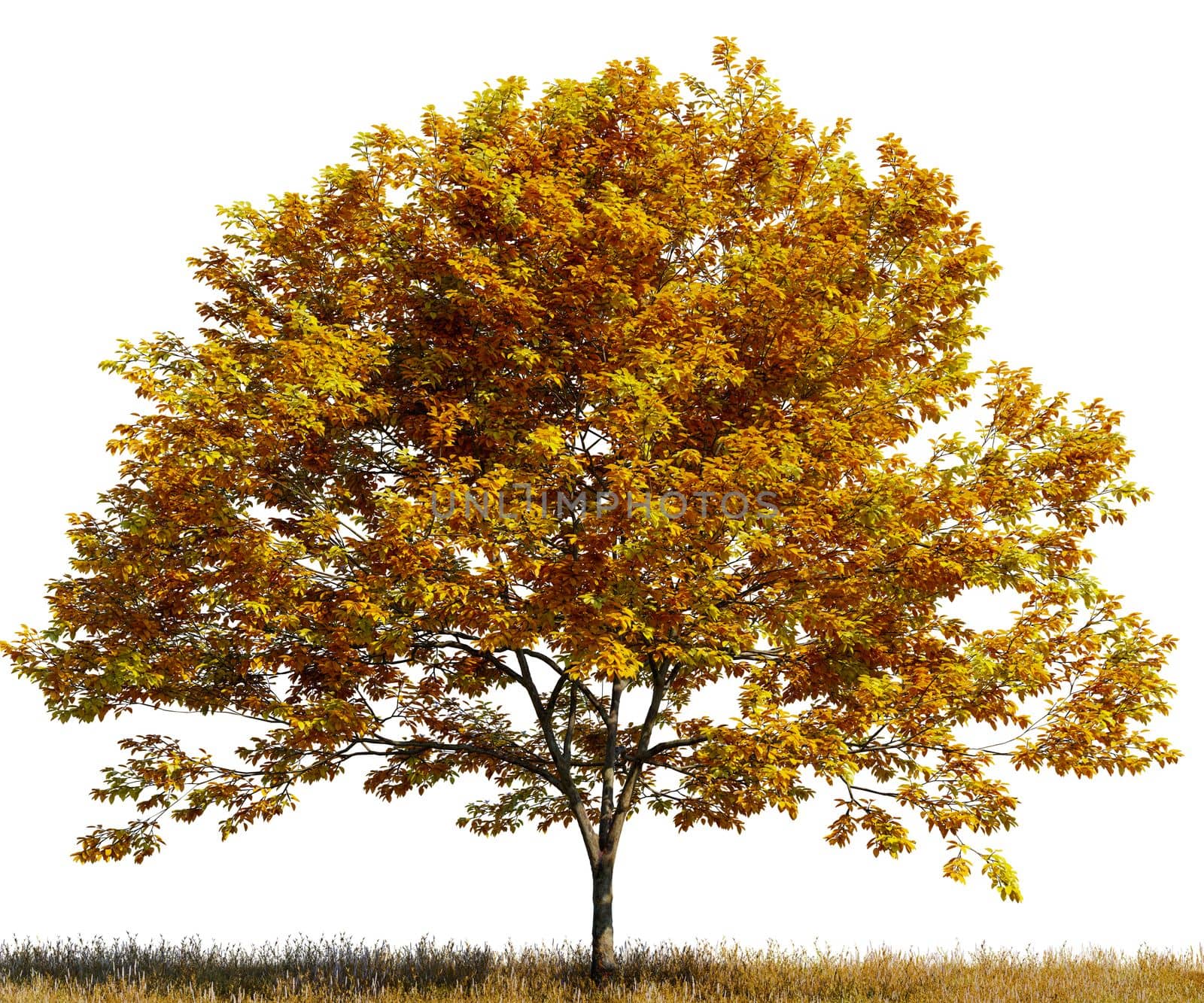 Tree with yellow leaves in a field on white transparent background. 3D rendering illustration.