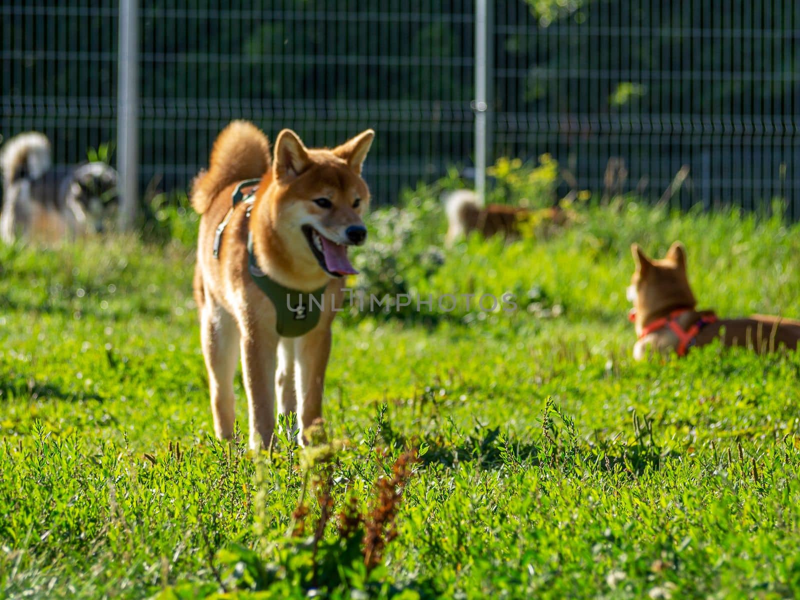 Shiba Inu plays on the dog playground in the park. Cute dog of shiba inu breed walking at nature in summer. walking outside.