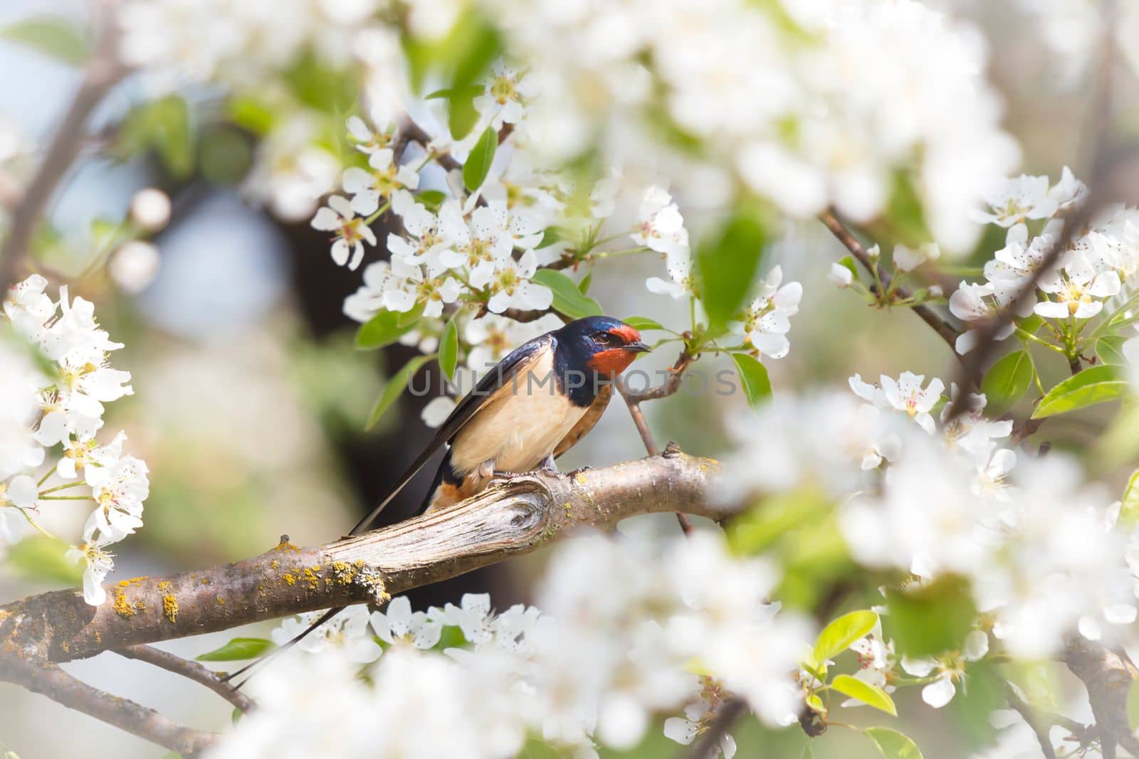 barn swallow in spring among flowering branches , animals