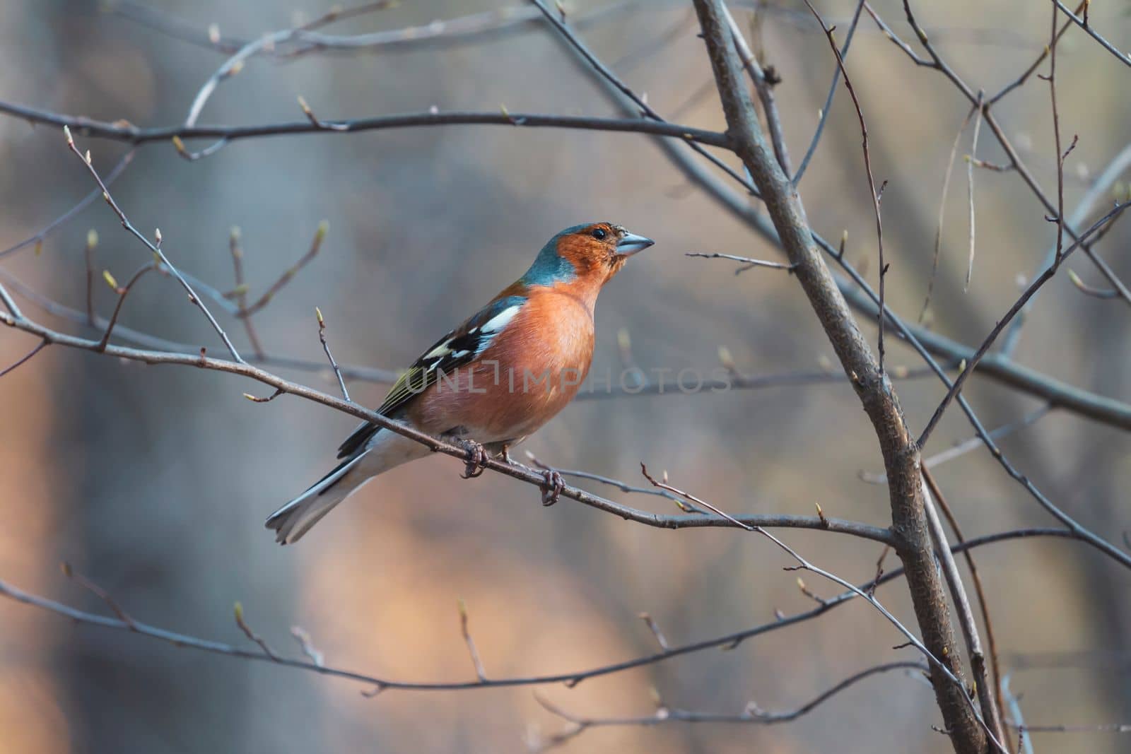 wild bird in spring forest, animals