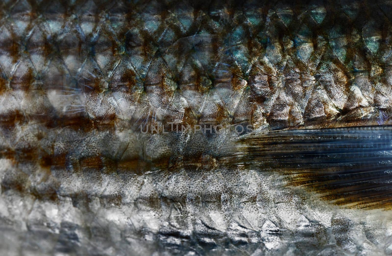 Detail of fish scales, abstract background