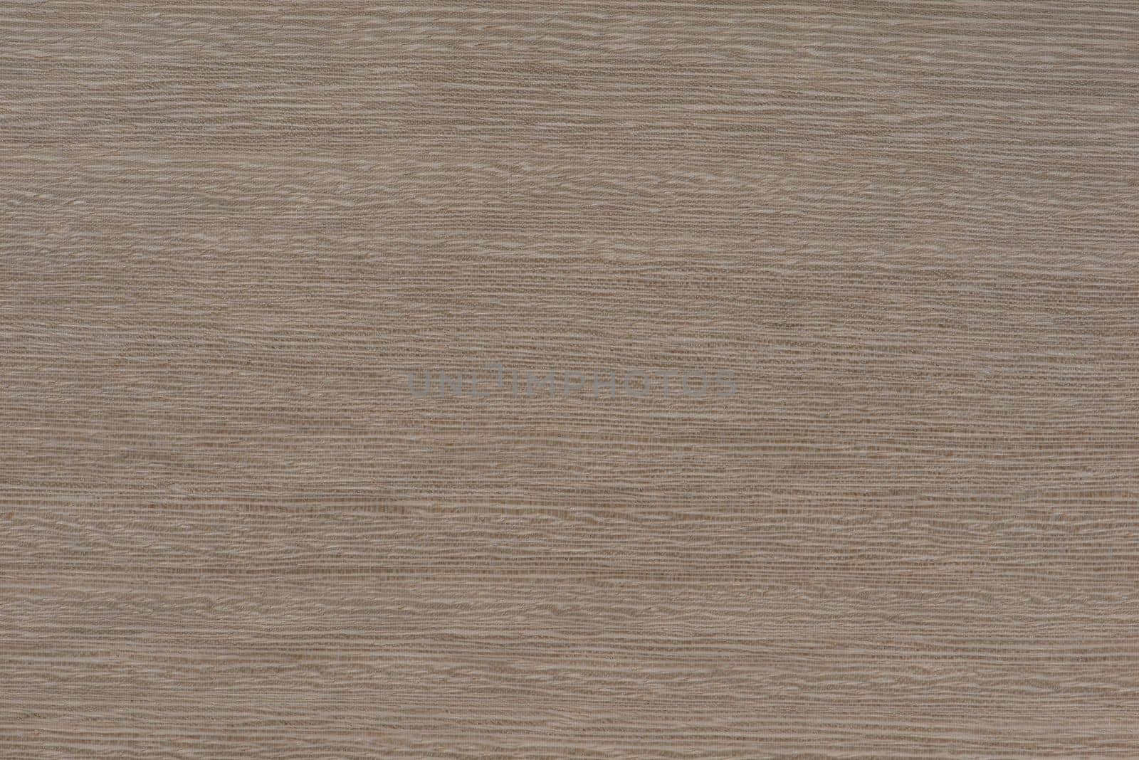 Texture of exotic wood. Close-up of the texture of lati wood, the structure of the breed of the aurican tree lati silver ash color by SERSOL