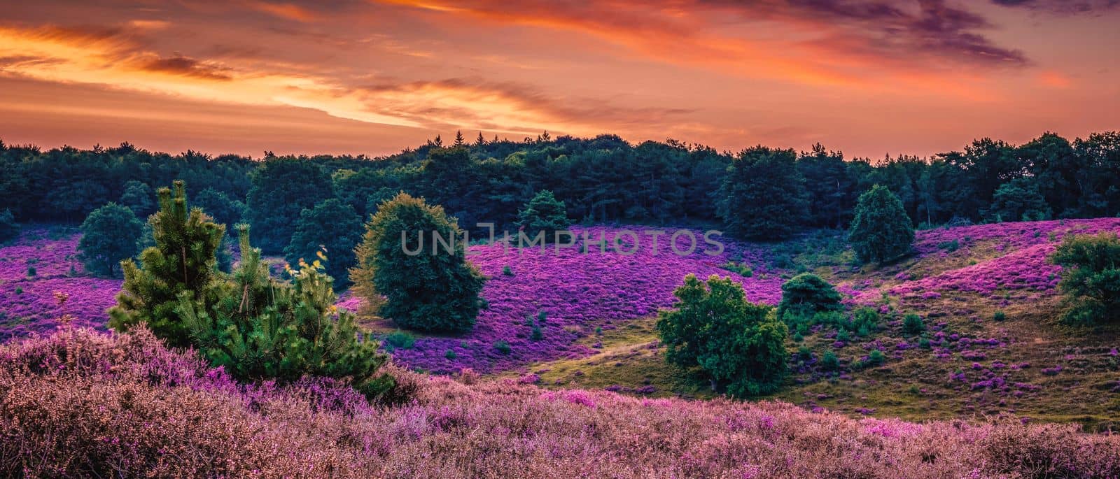 Posbank national park Veluwezoom, blooming Heather fields during Sunrise in the Netherlands by fokkebok
