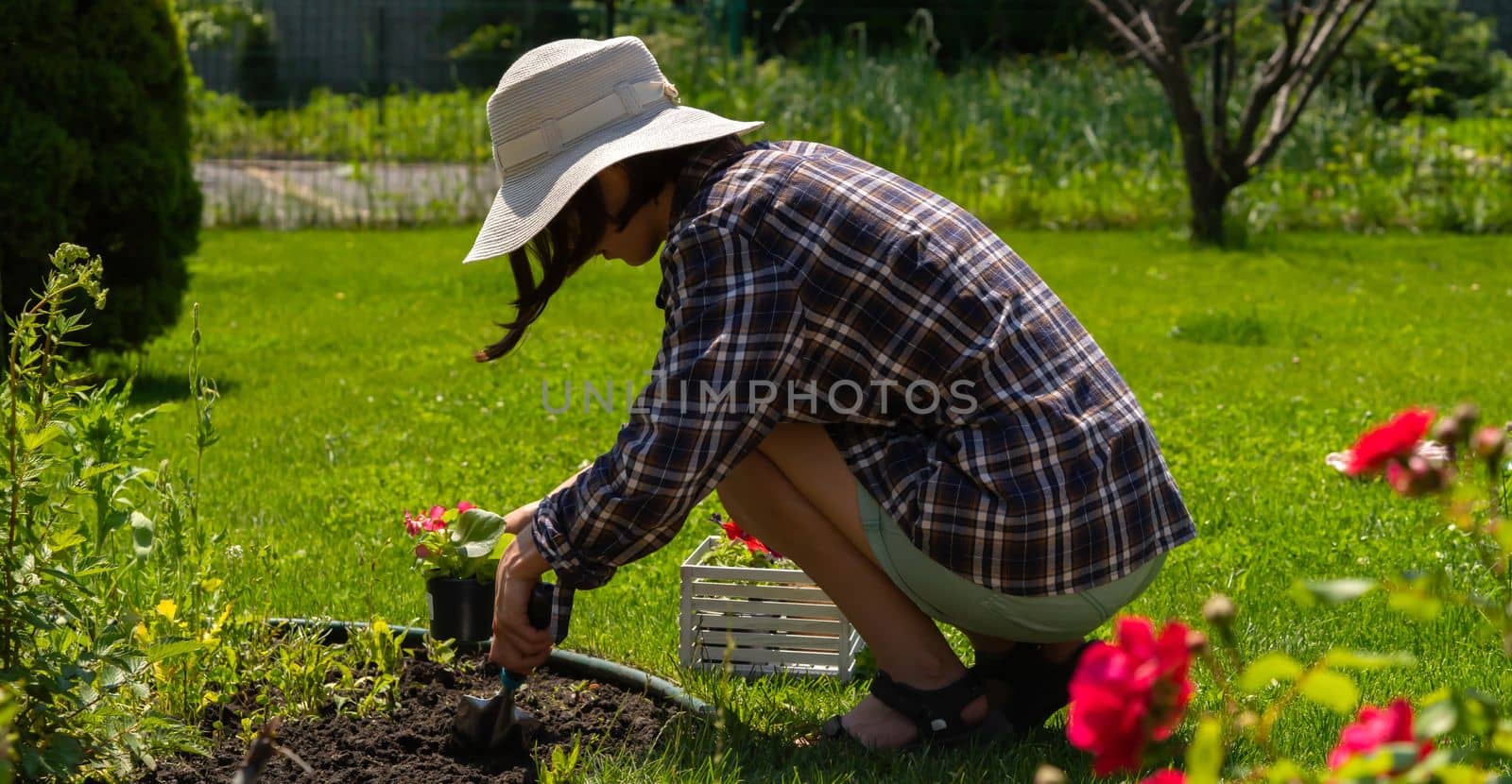 A young girl in a straw hat is engaged in gardening work, planting flower seedlings, plant seeds. Petunia hybrida seedlings are going to be planted in the processed black soil.