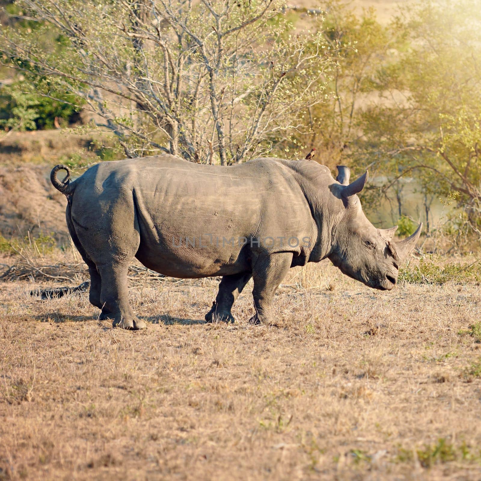 Hes got a point. Full length shot of a rhinoceros in the wild