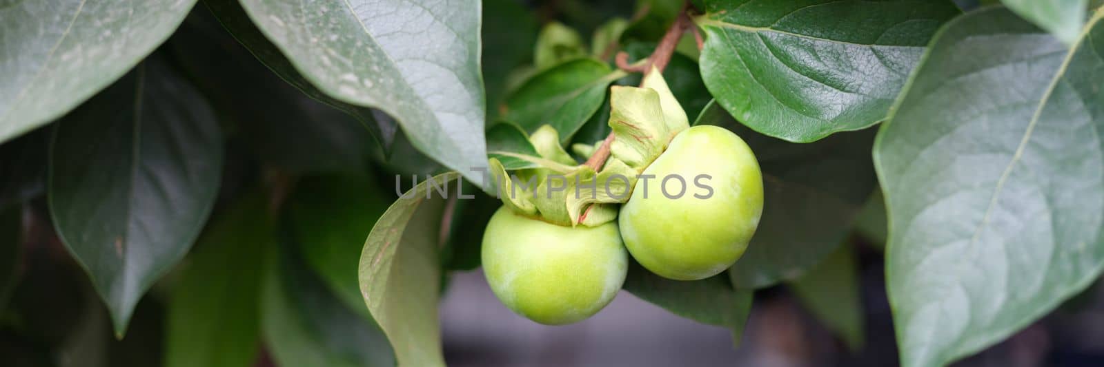 Green cherry plum or apple on branch in garden. Green fruits in garden