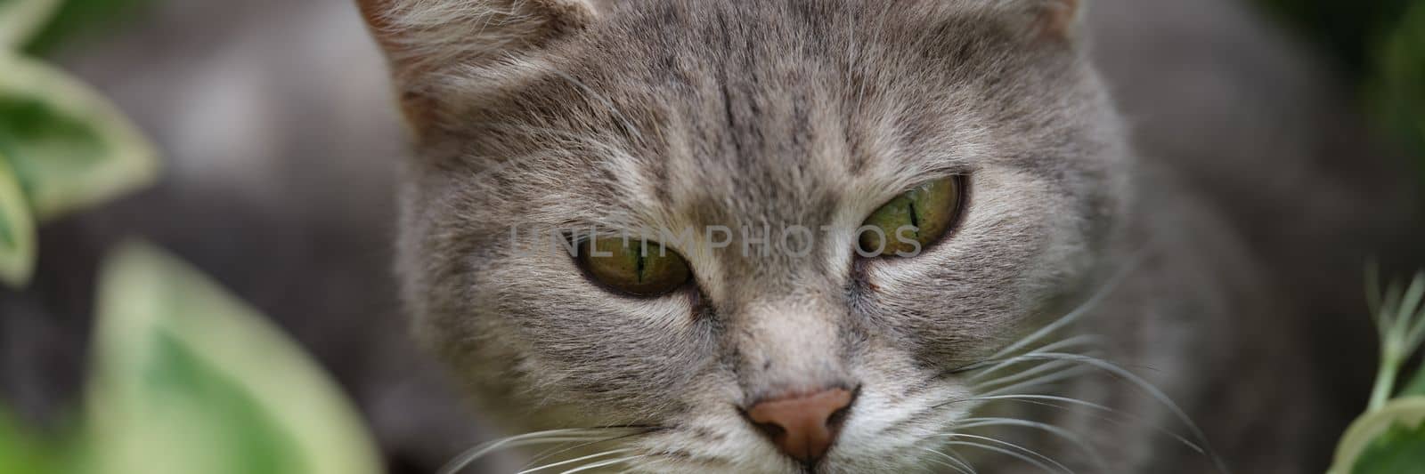 Beautiful gray cat with bright green eyes in grass. Cat walks and hunts in grass
