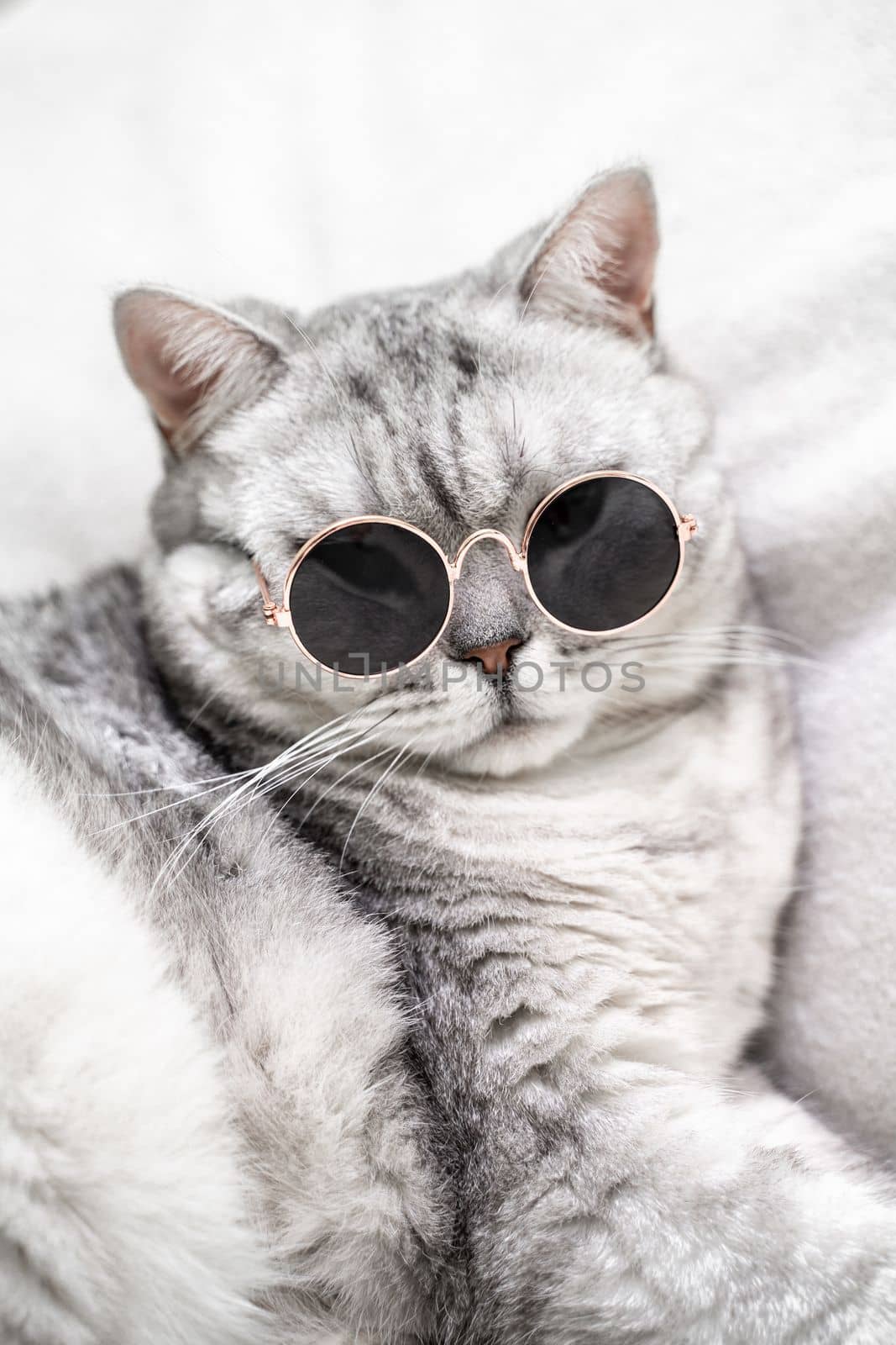 scottish straight cat in glasses, on a white background. Pets. by Matiunina