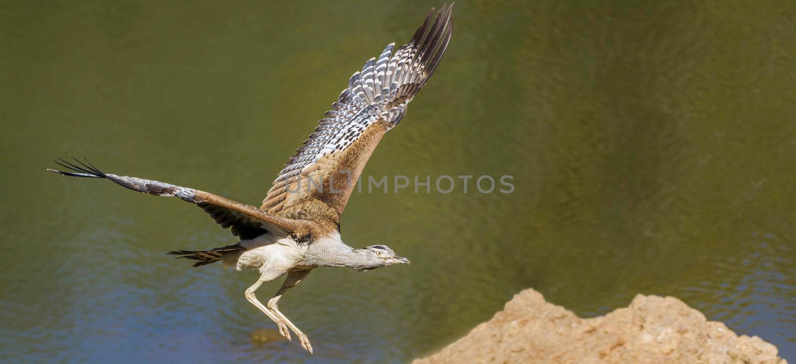 Kori bustard in Kruger National park, South Africa by PACOCOMO