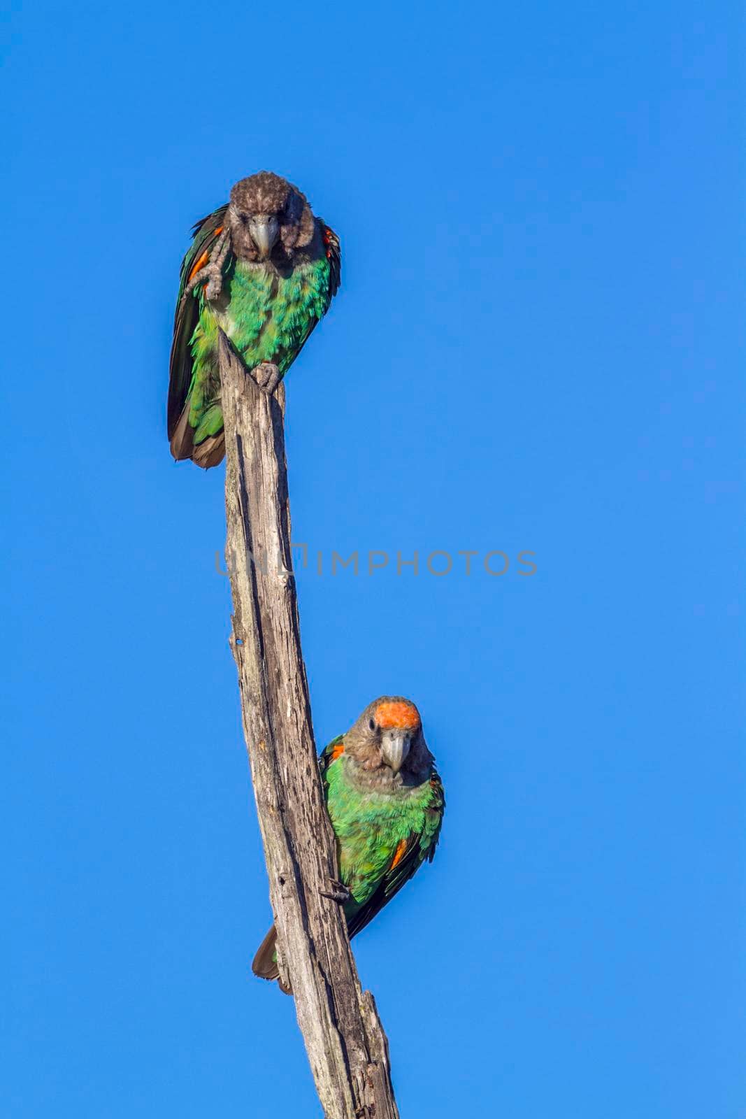 Cape Parrot in Kruger National park, South Africa ; Specie Poicephalus robustus family of Psittacidae