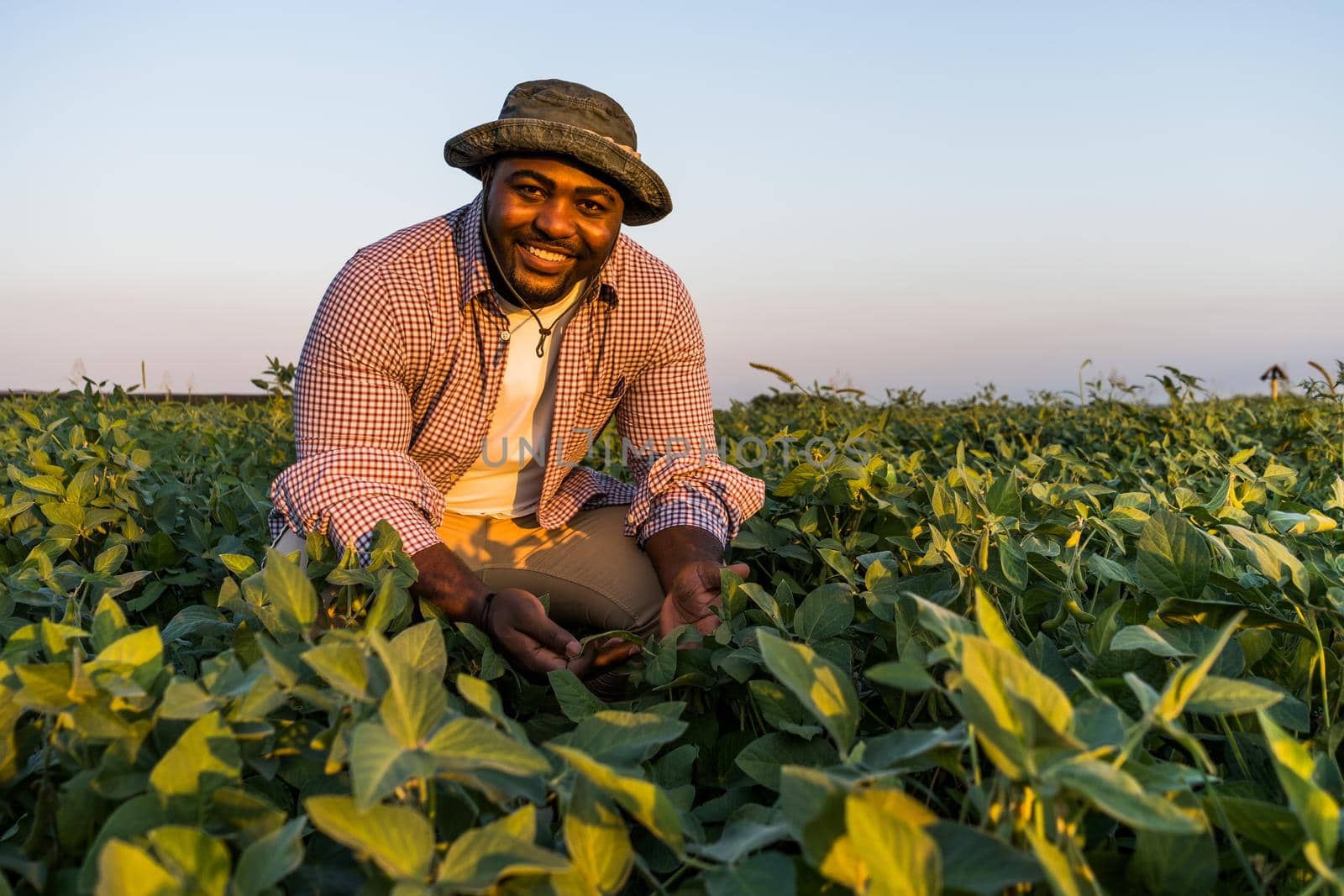 Farmer is standing in his growing soybean field. He is examining progress of plants.