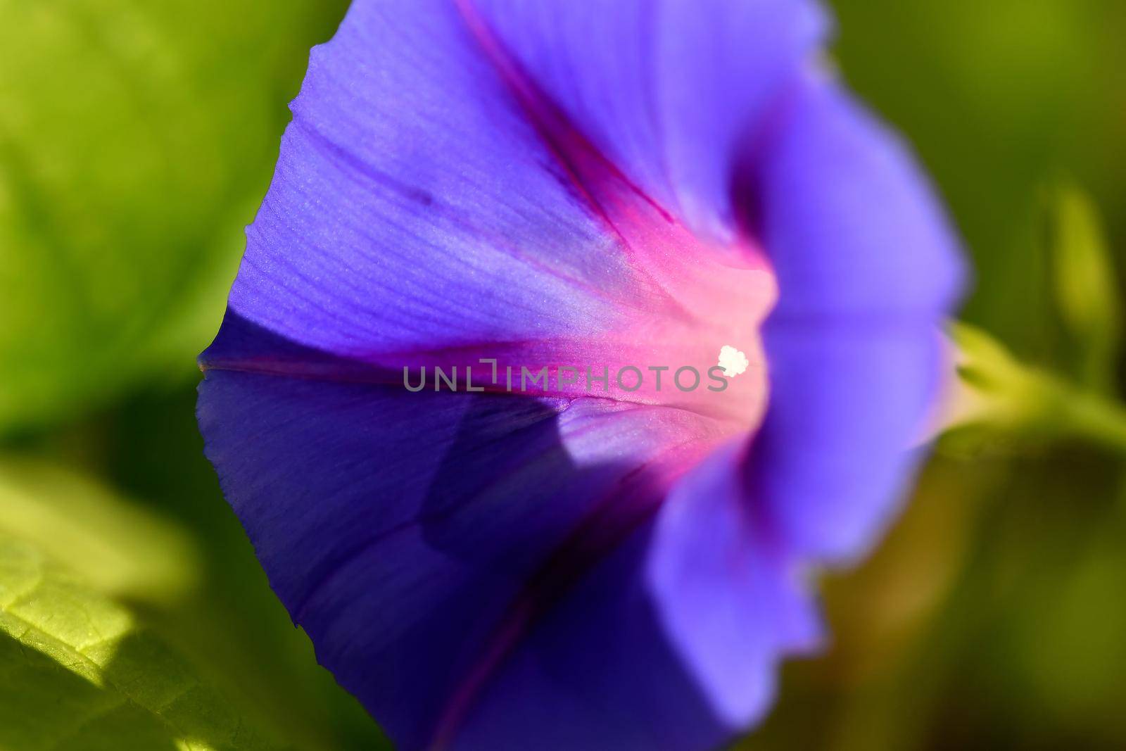 morning glory with flower, drug of the aztecs