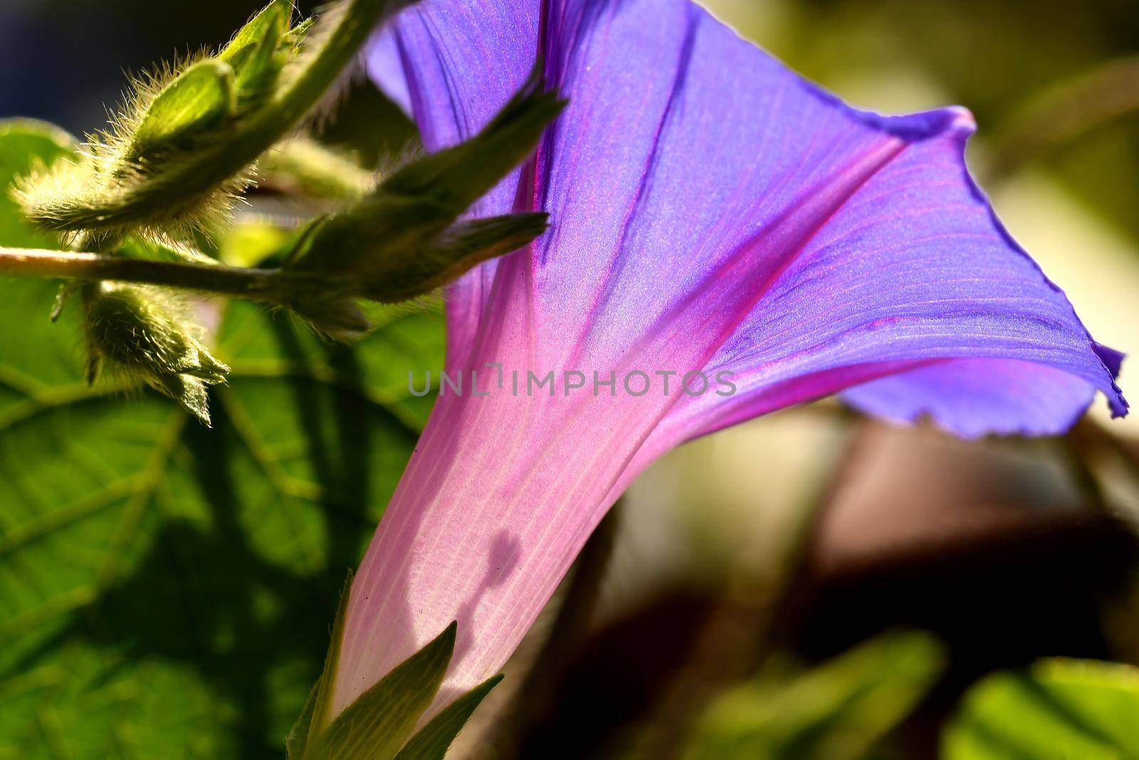 morning glory with flower, drug of the aztecs by Jochen