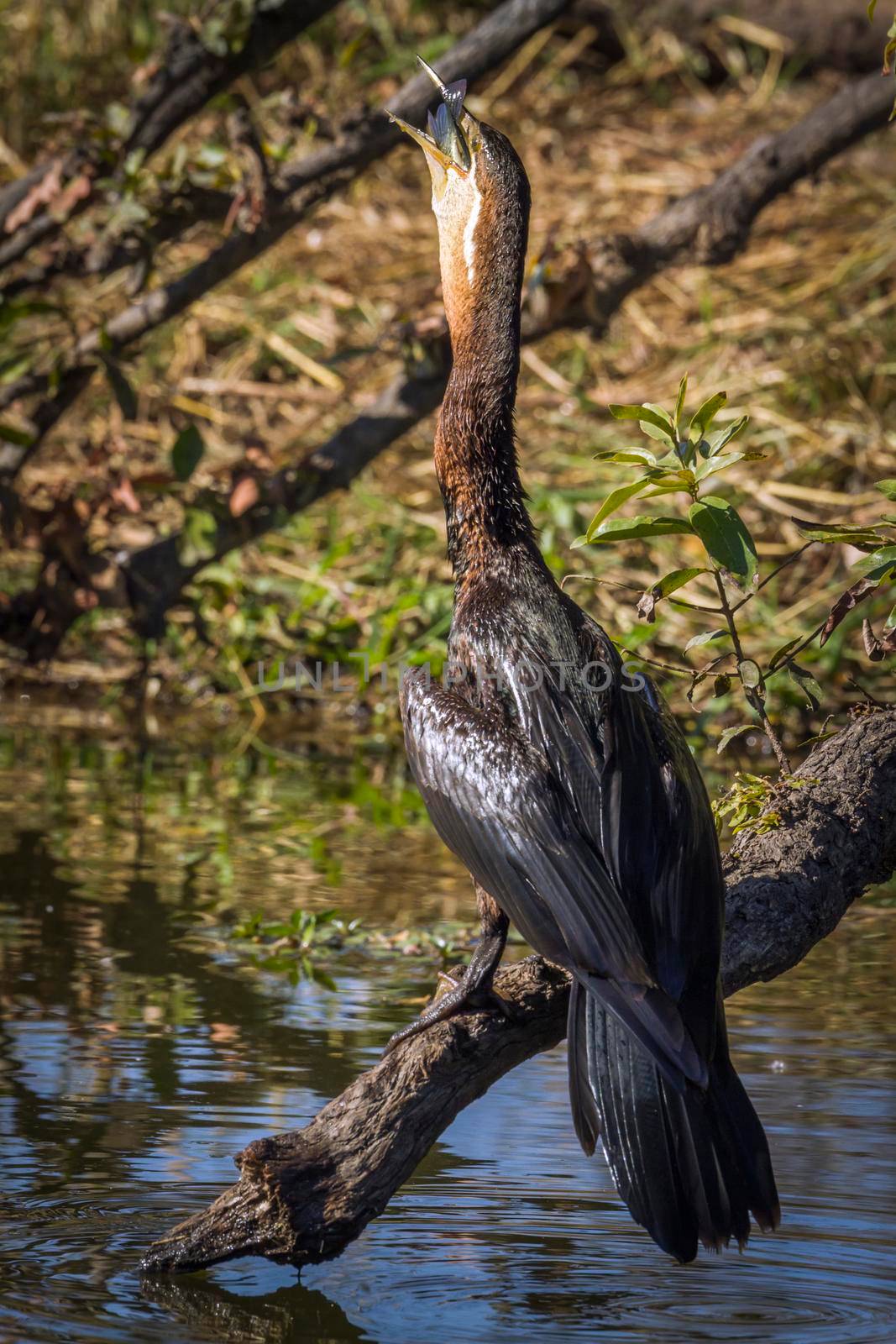 Specie Anhinga rufa family of Anhingidae