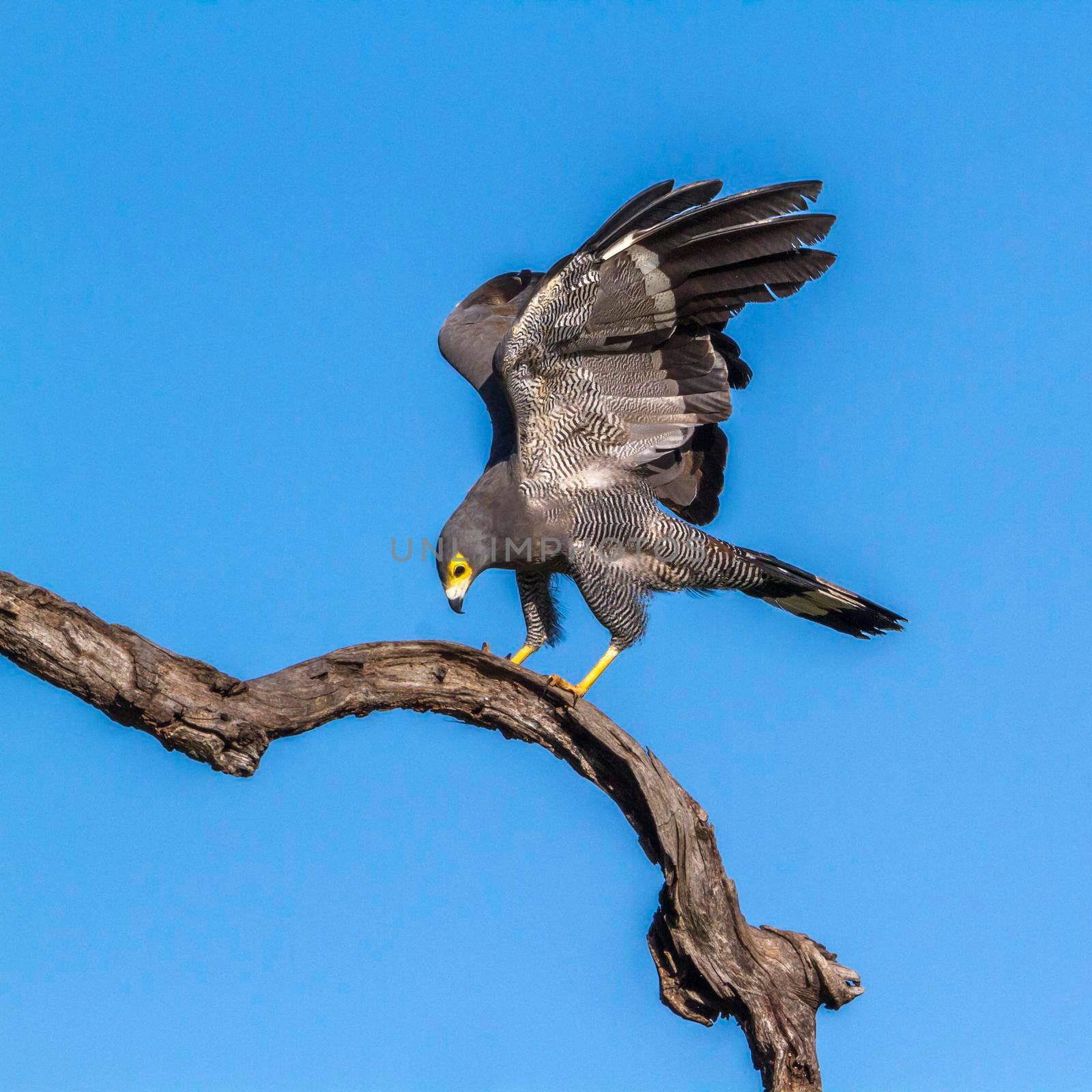 African Harrier-Hawk in Kruger National park, South Africa by PACOCOMO