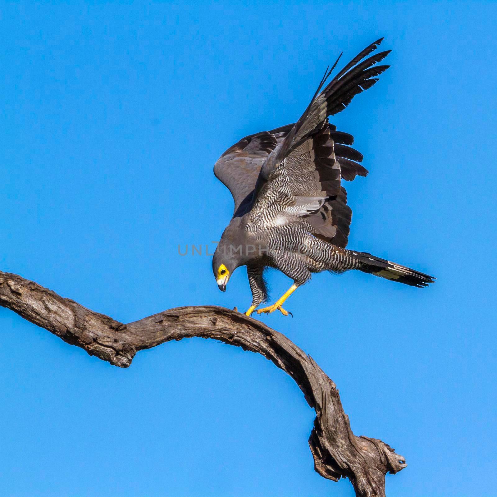 African Harrier-Hawk in Kruger National park, South Africa by PACOCOMO