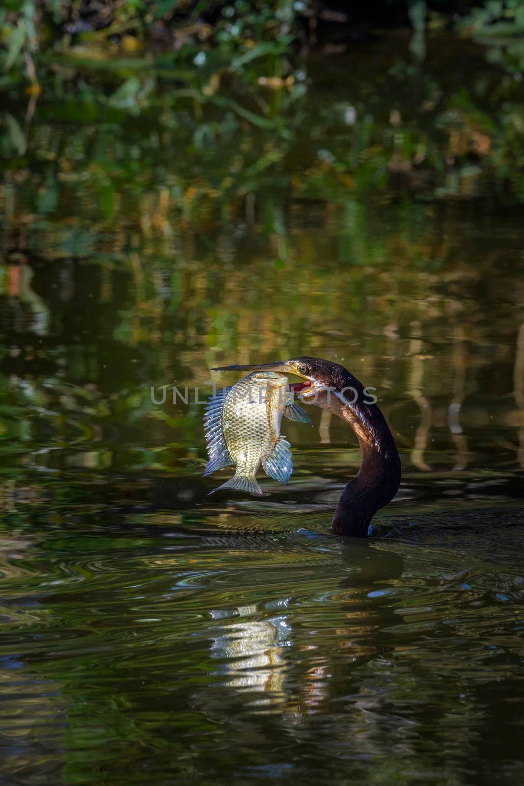 Specie Anhinga rufa family of Anhingidae